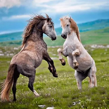 別荘 House Beliz *